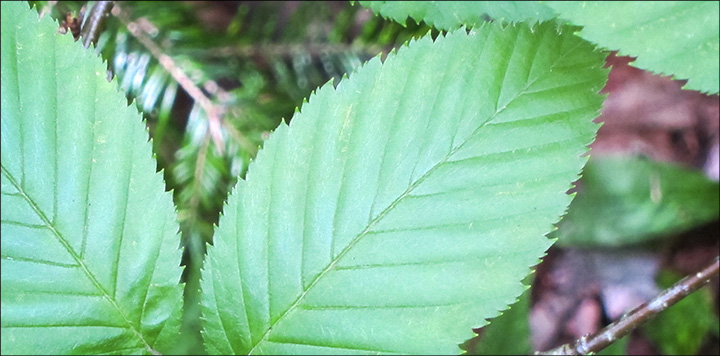 Trees of the Adirondacks: The leaves of Yellow Birch have finely double-toothed edges. Yellow Birch on the Barnum Brook Trail (2 June 2012).